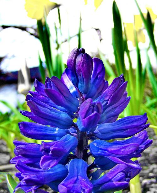 spring flowers blue hyacinth