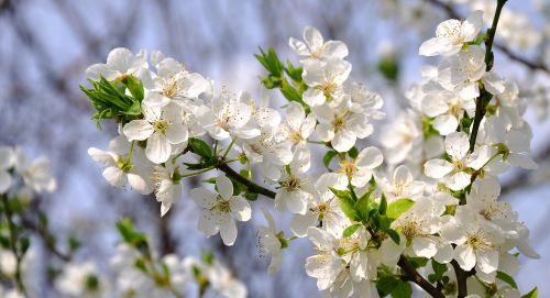 spring flowers plum white
