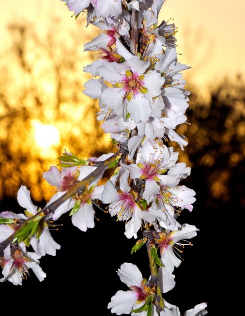 spring flowers almond white
