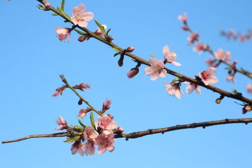 spring flowers bloom pink