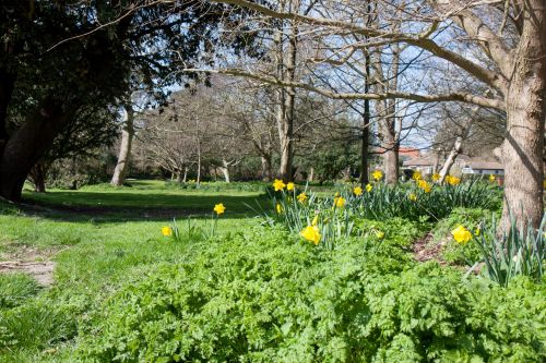 Spring Flowers And Trees