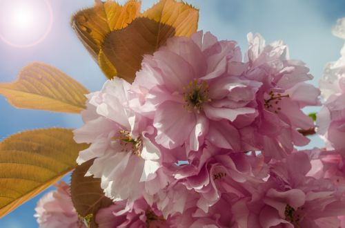 Spring Flowers Background