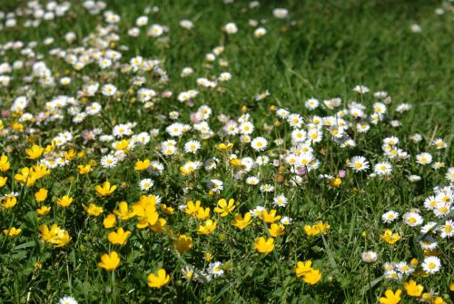 spring garden margaritas nature