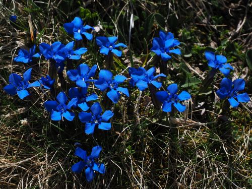 spring gentian bueten dark blue