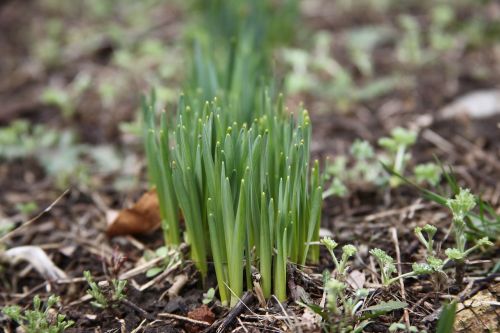 spring grass spring macro