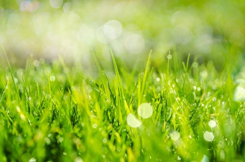 Spring Grass In Sun Light