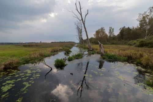 spring lake water swamp