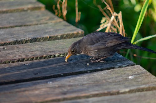 spring lake  bird  blackbird