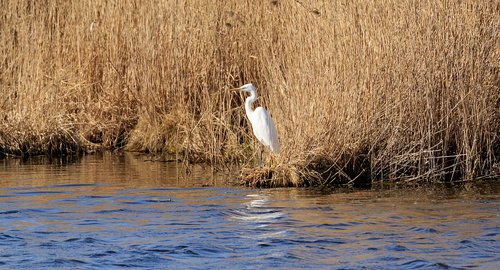 spring lake  egret  water