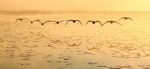 spring lake  swan  flight