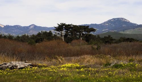 Spring Landscape