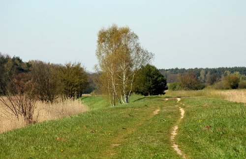 spring landscape  green  spacer