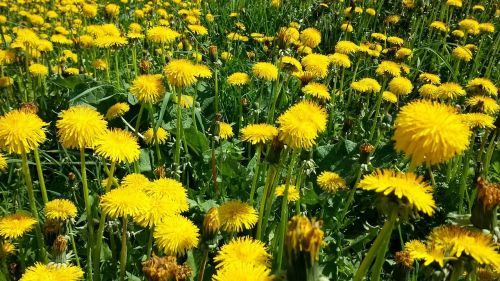 spring meadow dandelion grass