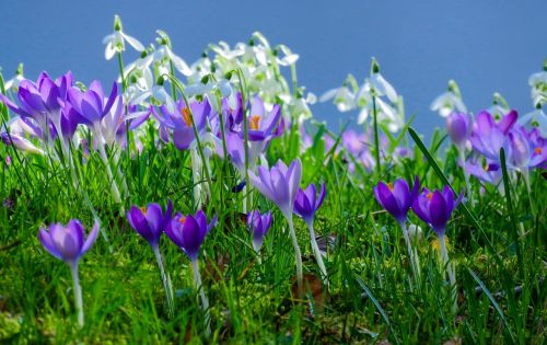 spring meadow flower meadow crocus