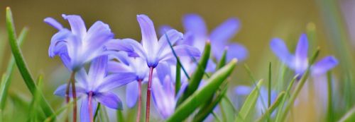 spring meadow wildflowers blue