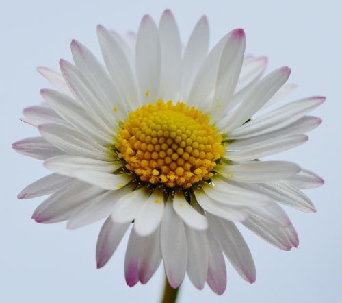 wildflowers daisy flowers