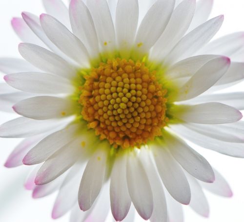 wildflowers daisy flowers