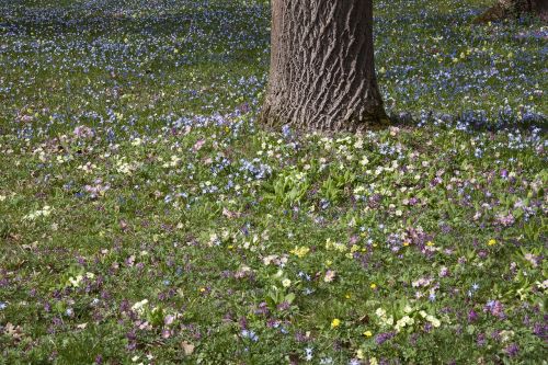 spring meadow tree park