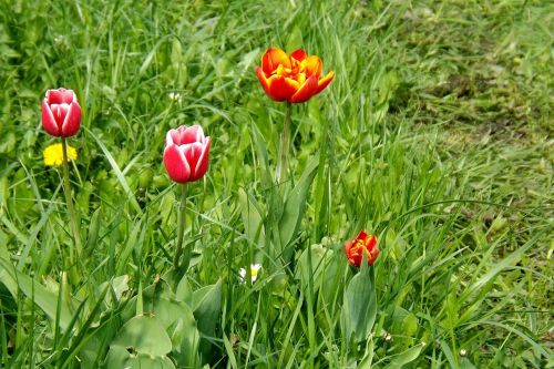 spring meadow tulips spring