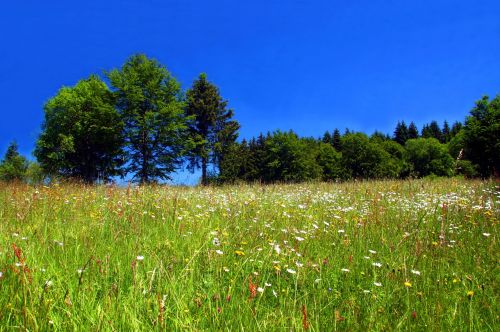 spring meadow flower meadow wild flowers