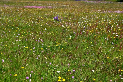 spring meadow flower meadow wild flowers