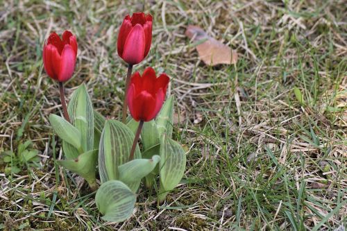 spring meadow tulips red