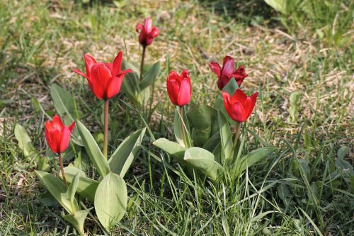 spring meadow tulips red