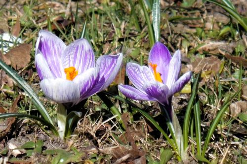 spring meadow crocus early bloomer