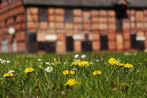 spring meadow  fachwerkhaus  farm