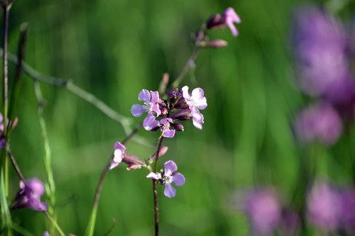 spring meadow  spring flowers  flowers