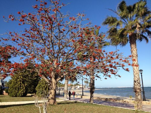 spring on a beach beech red leaves