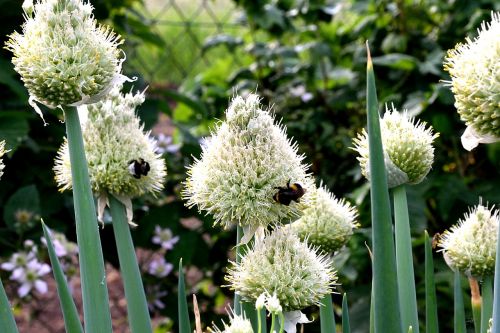 spring onion blossom bloom