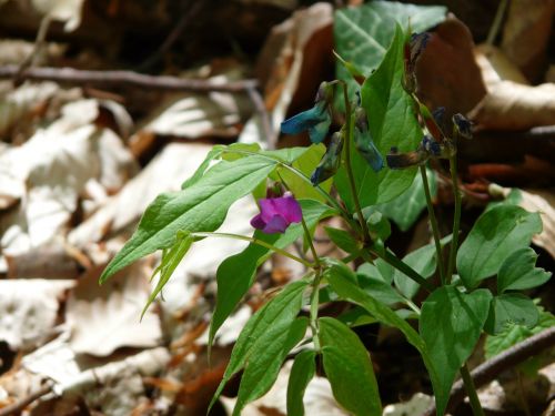 spring pea fabaceae plant