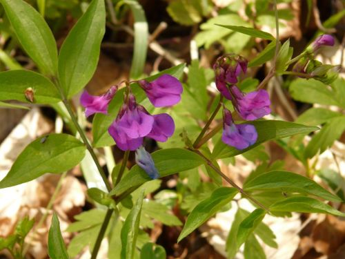 spring pea fabaceae plant