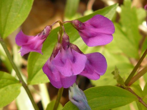 spring pea fabaceae plant