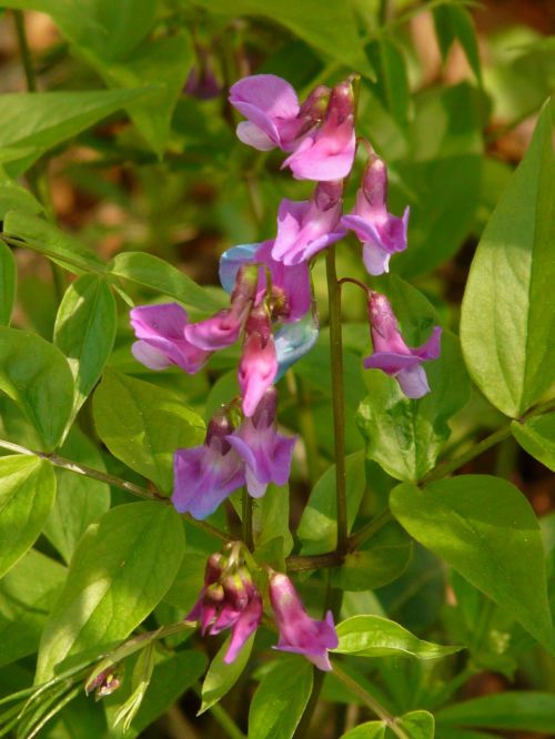 spring pea fabaceae plant