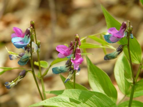 spring pea fabaceae plant