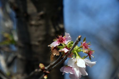 Spring Pink Flowers