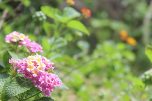 Spring Pink Lantana Flower