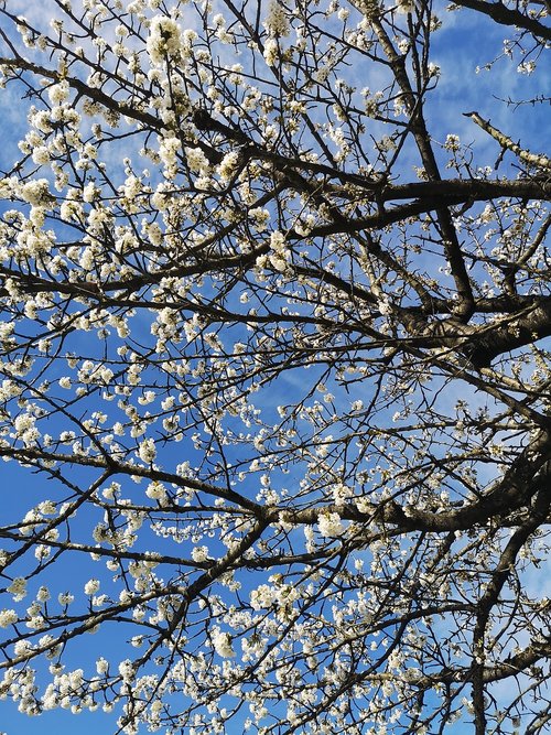 spring season  nature  white cherry blossom
