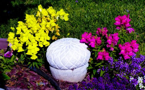 Spring Snapdragon Flowers