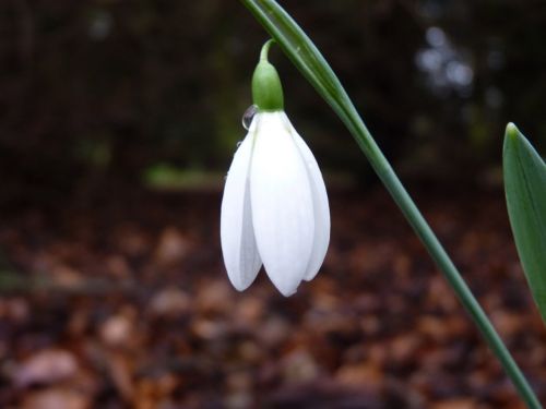 Spring Snowdrop