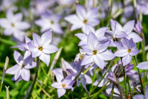 starflower  flowers  blue