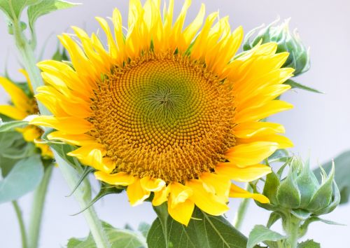 Spring Sunflower
