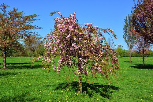 spring suspension cherry  cherry tree  prunus sabhirtella pendula