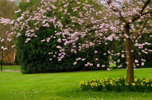 Spring Tree