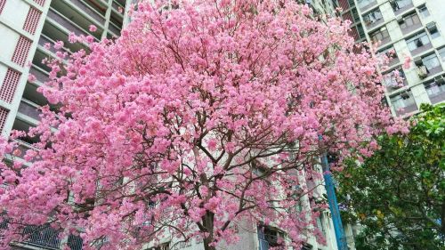 Spring Tree