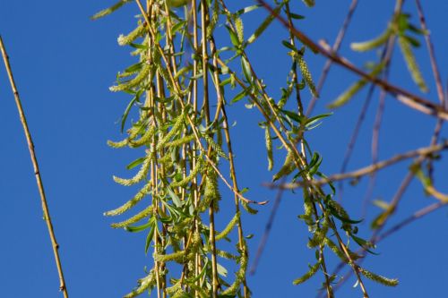 Spring Tree