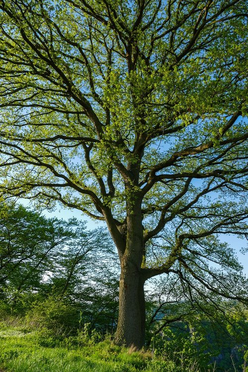 spring tree  tender leaves  tree