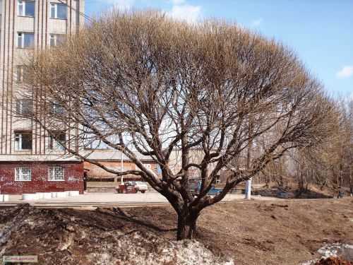 Spring Tree In The City